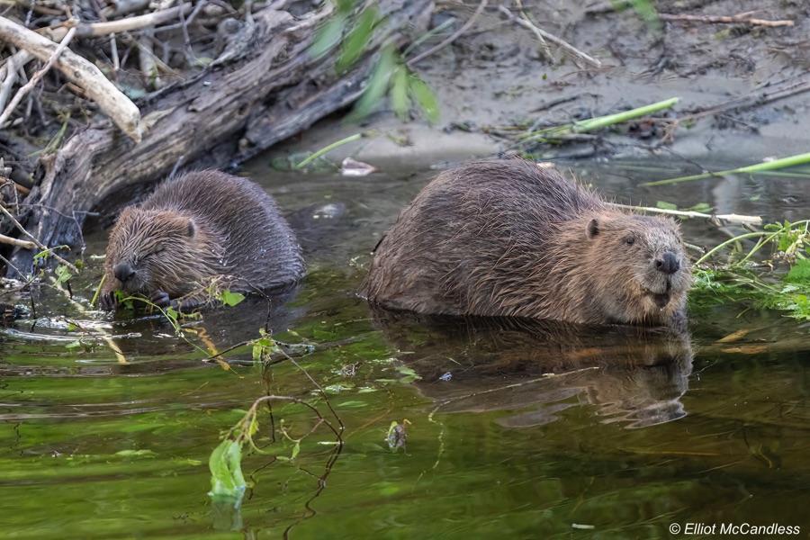 Two beavers eating